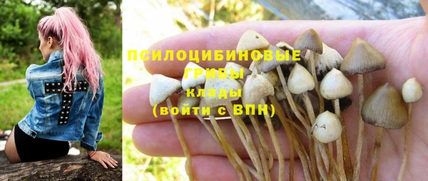 прущие грибы Абаза